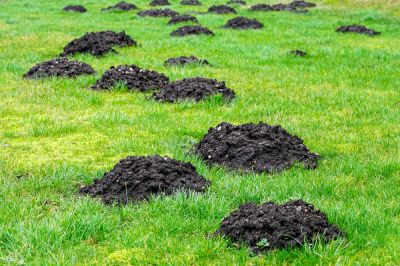 Avoid Extensive Damage to Your Lawn with Mole Removal!
