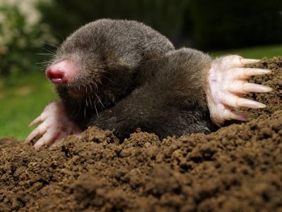 Ensure Your Property is Free of Moles!