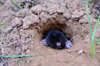 Improve the Appearance of Your Landscape with Mole Extermination Service!