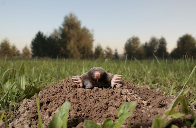 Mole Extermination Service