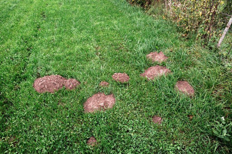 Don’t Let Mole Tunnels Ruin Lawns