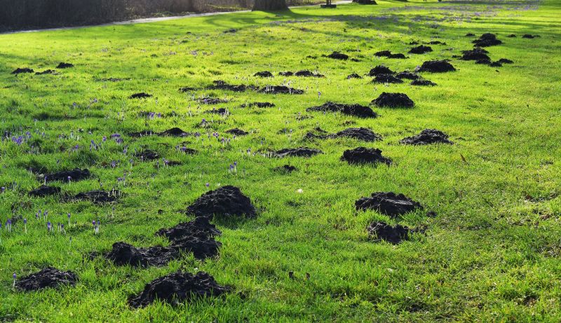 How Moles Destroy Lawns, Roots, And Irrigation Systems