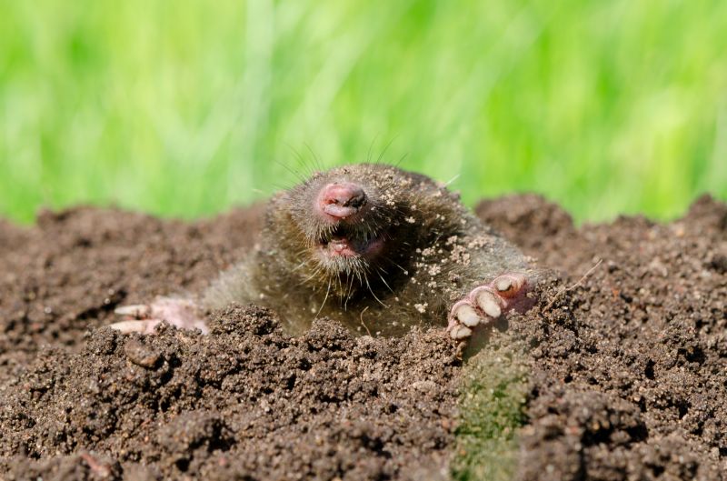 How Moles Disrupt Root Systems And Landscape Drainage