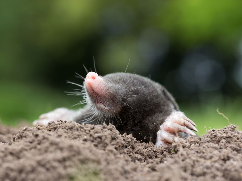 Mole Extermination Service